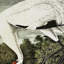 « whooping grues », reproduction d’impression sur toile tendue-22188435