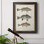 " Species Of Antique Fish III "-961370888-968837327