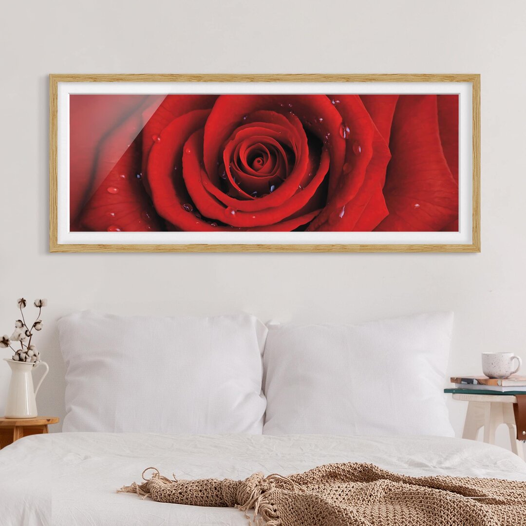 Gerahmtes Poster Rote Rose mit Wasser-Tropfen