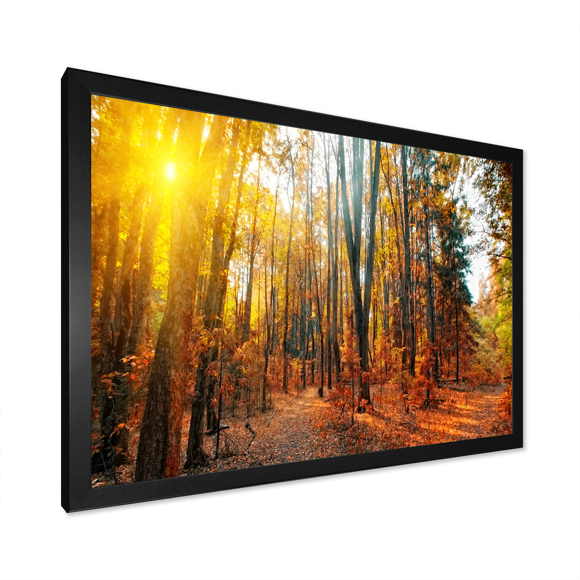 Millwood Pines Sunset Autumn Forest Panorama - on - Wayfair Canada
