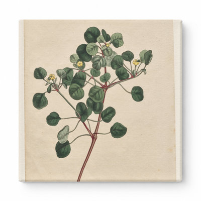 Curtis's Botanical Magazine, Plate 883 — Euphorbia — Square Canvas Wall Art