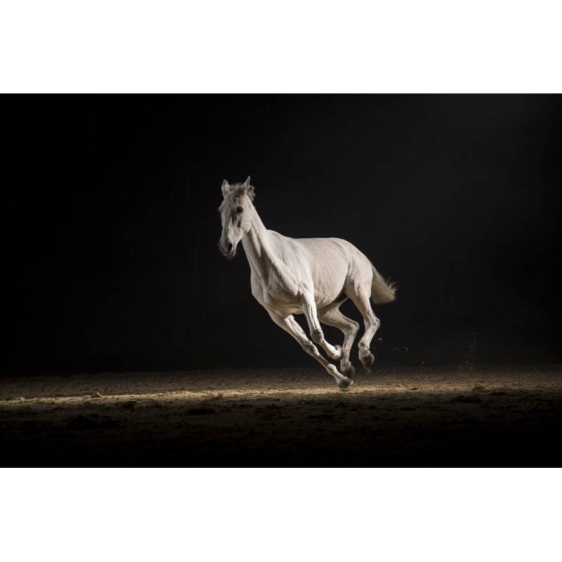 White Horse Running by Tomazl - Wrapped Canvas Print, 30cm H x 46cm W x 3.8cm D