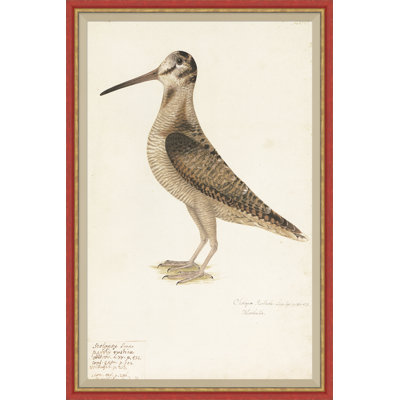18th Century Bird Re-Strikes IV Painting