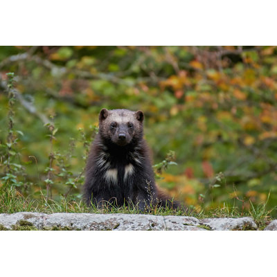 " Wolverine (Gulo Gulo) "