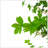 76" Artificial Enkianthus Tree With Pot