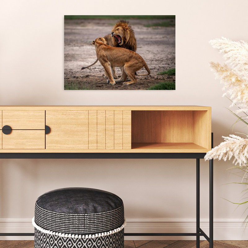 Male Lion Roaring Contemporary Cat Lion Nature Wildlife Wall Art Print by Mohammed Alnaser - Print, 40.64cm H x 60.96cm W
