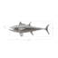 Animals Bluefin Tuna Fish Wall Décor