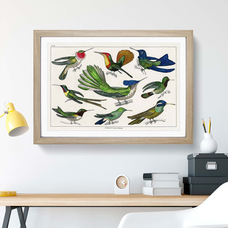 Collection of Hummingbirds XXVI by Oliver Goldsmith - Picture Frame Painting, Oak Framed, 36cm H x 48cm W x 2cm D