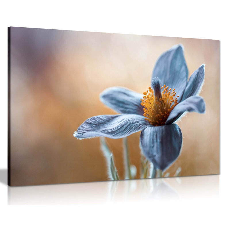 Blue Pasque Flower Floral Close Up Artistic - Wrapped Canvas Art Prints, 61cm H x 41cm W