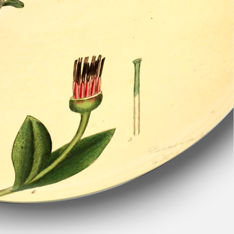 Art mural rétro Vintage Plant Life XXV - Traditional, H 36 po x l 36 po x P 1 po