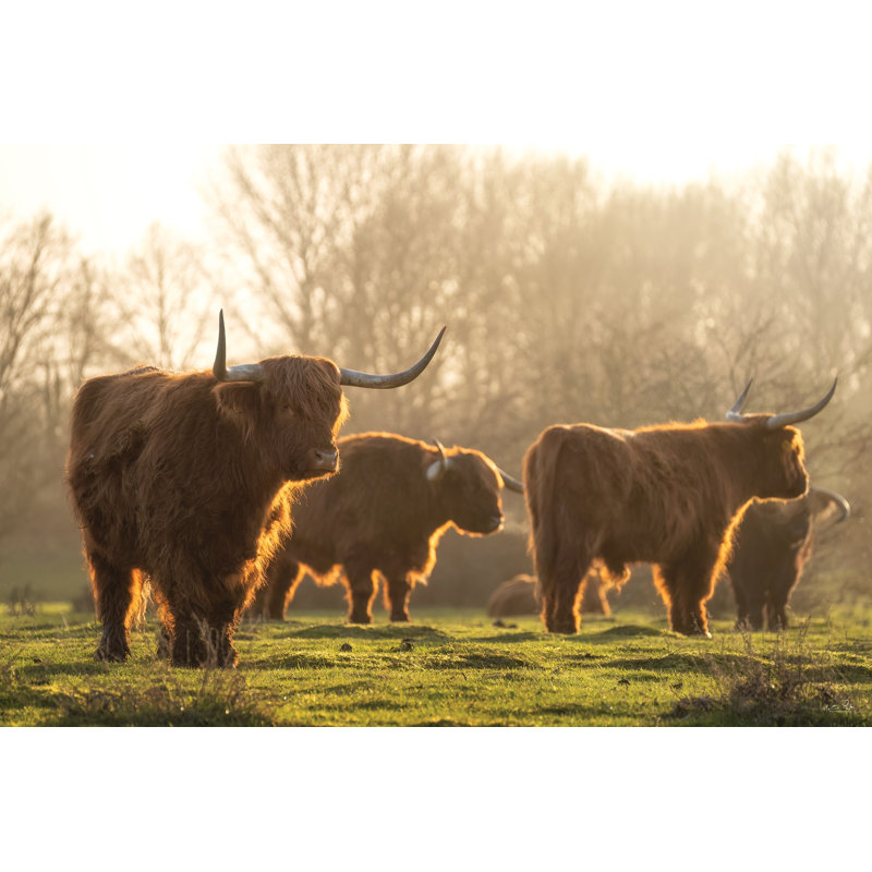 Highland Family Gathering par Martin Podt, Non, Cadre doré, H 8 po x l 12 po