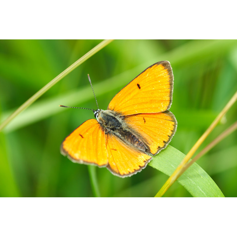 Dunmall Butterfly - Wrapped Canvas Print, 20cm H x 30cm W x 3.8cm D
