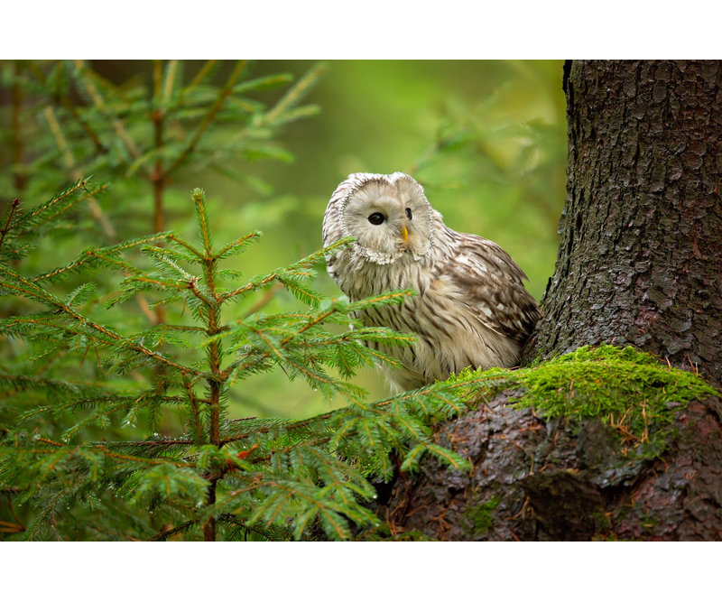 Wrapped Canvas Print, 60.96 cm H x 91.44 cm W