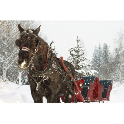 Horse Drawn Sleigh in Snow by Fangxianuo