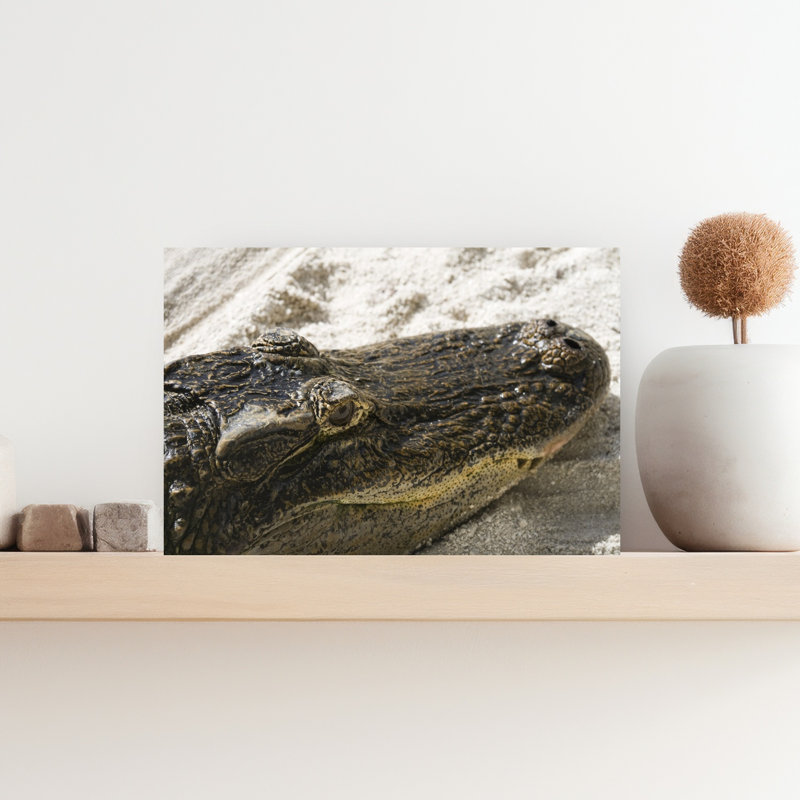 Gros plan d'un alligator, réserve indienne de Big Cypress, Floride, États-Unis, art contemporain d'alligator