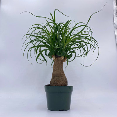 Ponytail Palm Tree Nolina Recurvata Beaucarnea Recurvata