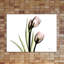 Tulip Love H37 - Wrapped Canvas Print-1671342382