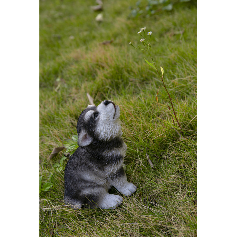 Chiot Malamute d'Alaska