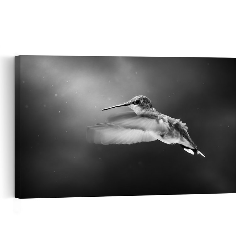 Hummingbird In Flight Delicate Elegant Contemporary Hummingbird Bird Nature Wildlife Wall Art Print by Atul Saluja - Print