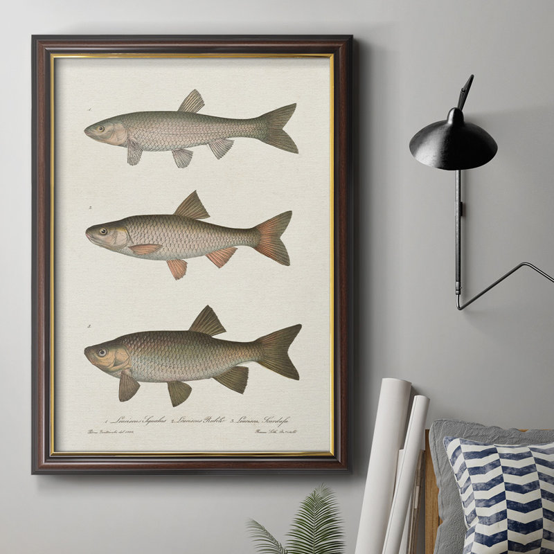 Espèces de poisson antique IV, toile encadrée de qualité supérieure - prête à être accrochée, H 27 po x l 18 po x P 2,5 po