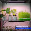 Barrina T5 Grow Light, Led Grow Lights avec couvercle noir, 1 pied de lumières blanc rosé pour plantes d'intérieur, 8 paquets