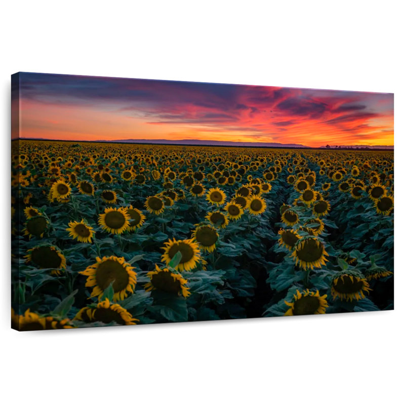 Alvord Sunflower Field Rows