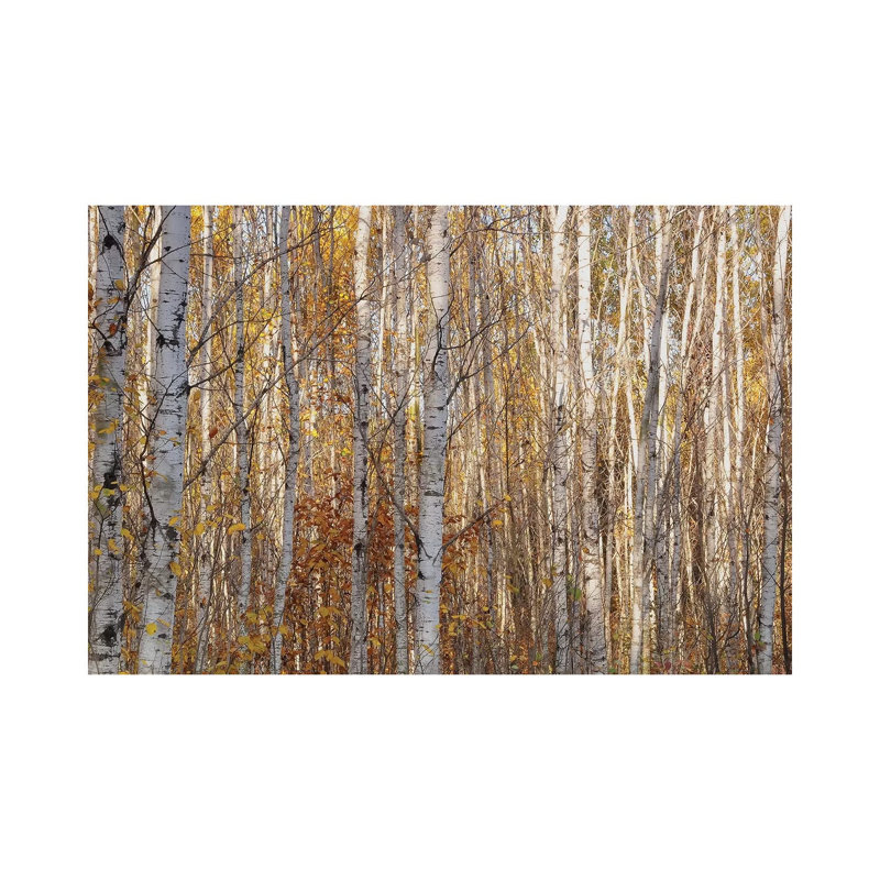 Birches by Brian Wolf - Wrapped Canvas Gallery-Wrapped Canvas Giclée, 20.32cm H x 30.48cm W