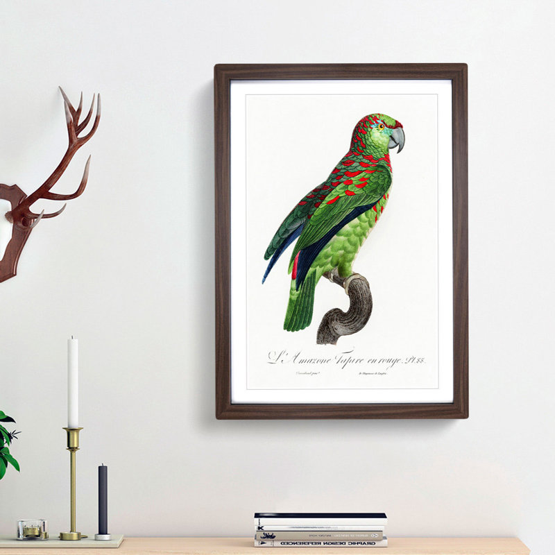 Turquoise-Fronted Amazon Parrot by F. Levaillant - Framed Print, 36cm H x 27cm W x 2cm D, Walnut Framed