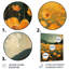 Décoration murale orange bouton d'or noir Meadow Bliss II - boutons d'or-571031049-571031040
