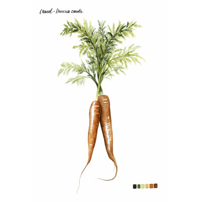 Root Vegetable III 1 Piece Wrapped Canvas Wall Art