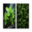 Ensemble de 2 décorations murales Herbs Peppermint Breeze II - Herbs-2027349695-2027349688