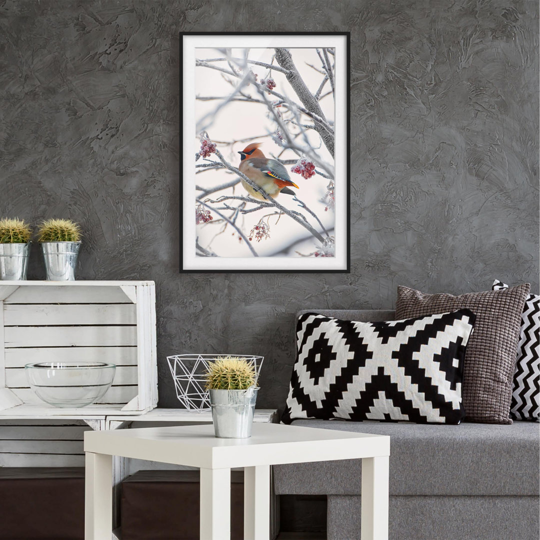 Gerahmter Fotodruck Bohemian Waxwing im Baum