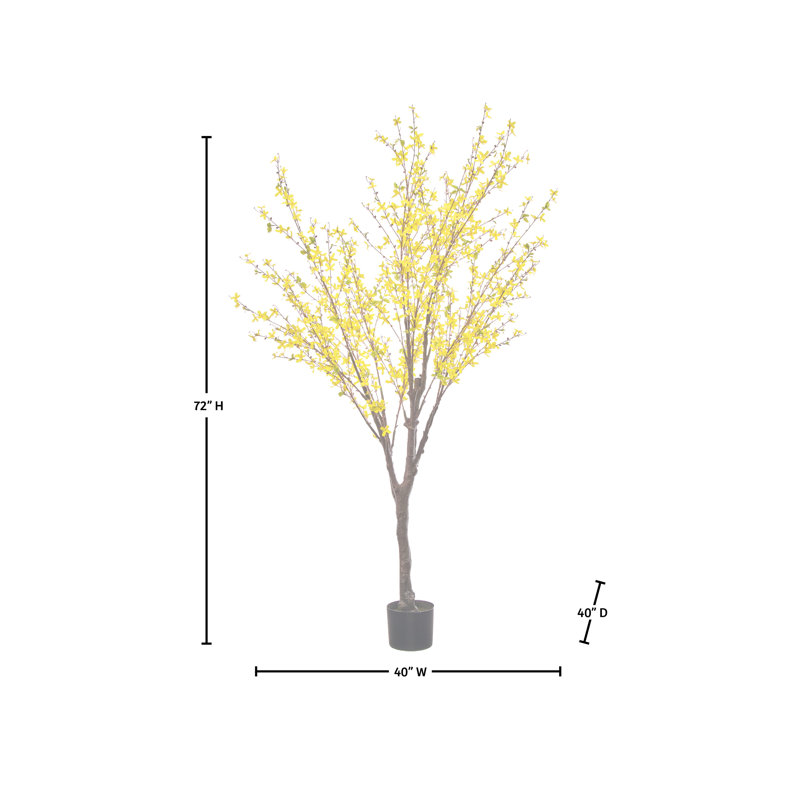 Arbre Forsythia 6 pi