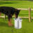 11L Pet Heated Water Barrel
