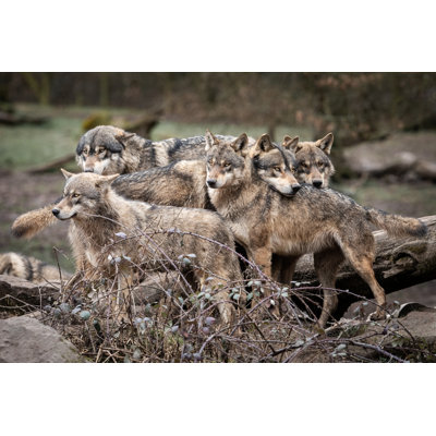 Family Of Wolf - Wrapped Canvas Print