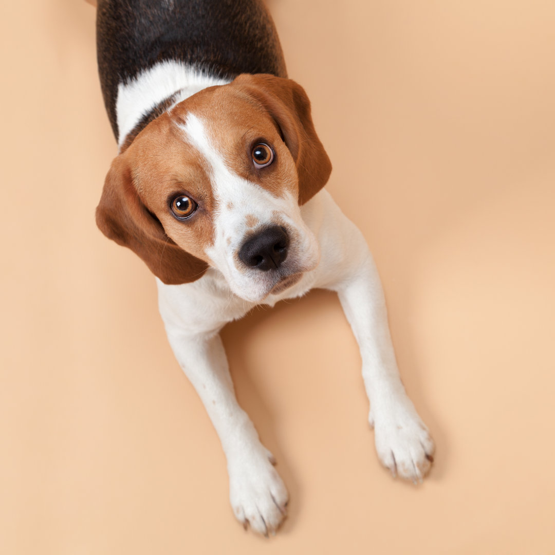 Beagle isoliert auf Beige Hintergrund von Sankai - Drucken