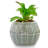 5.5'' Faux Succulent in Pot