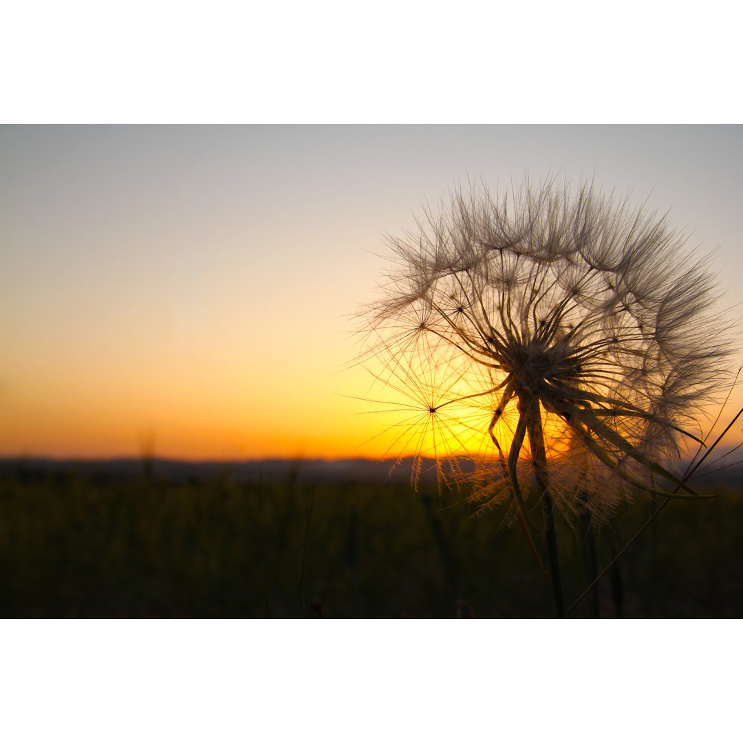 Zerbrechliche Blume im Sonnenuntergang von KaeArt - Druck auf Leinwand ohne Rahmen