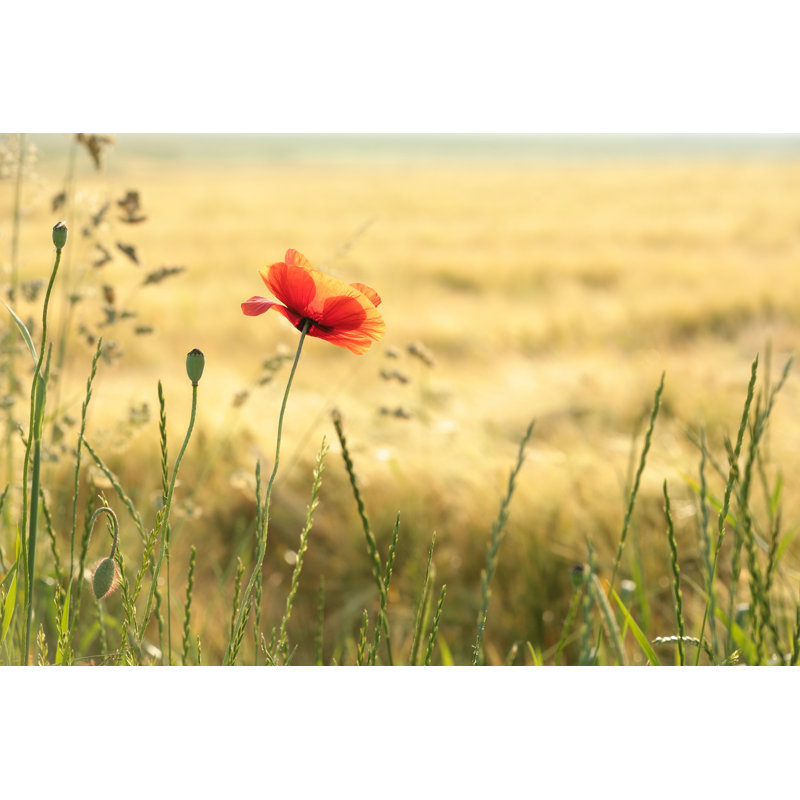 Arenas Poppy - Wrapped Canvas Print, 51cm H x 76cm W x 3.8cm D
