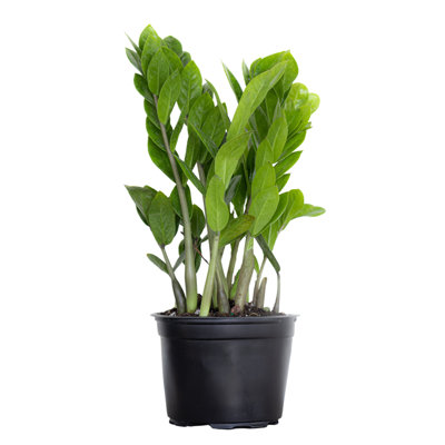 ZZ Plant Live Indoor Houseplant In 6 Inch Grower Pot