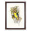 Yellow-Bellied Parakeets by Elizabeth Gould - Picture Frame Art Print-55641685-55641686