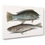 Puddingwife And Whiting Fish by Mark Catesby - Wrapped Canvas-55338626