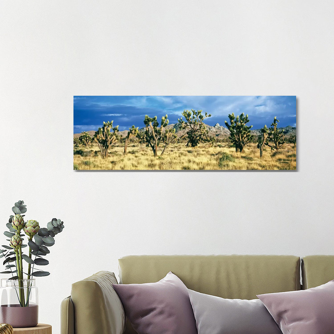 Joshua Trees In The Mojave National Preserve, Mojave Desert, San Bernardino County, California, USA - Wrapped Canvas Panoramic Print