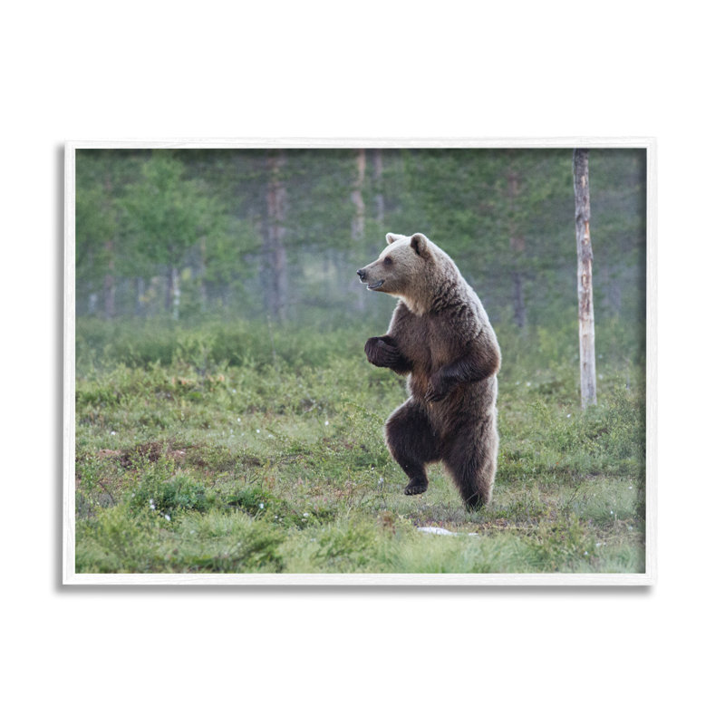 «Ba-387», encadré «Ours dansant dans la forêt» par Alex Jevon, Giclée encadrée blanc bord de mer