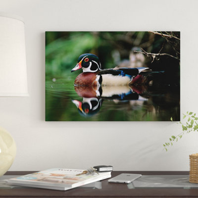 " Wood Duck Male On Water, British Columbia, Canada " by Tim Fitzharris