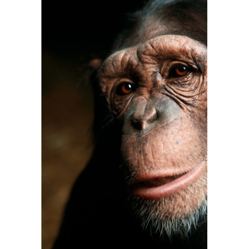 Chimp - Wrapped Canvas Print, 30cm H x 20cm W x 3.8cm D
