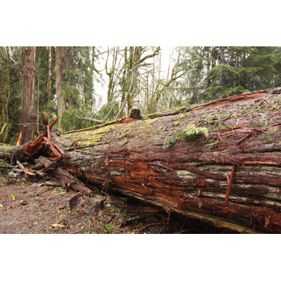 Large Cedar Tree by Davelogan