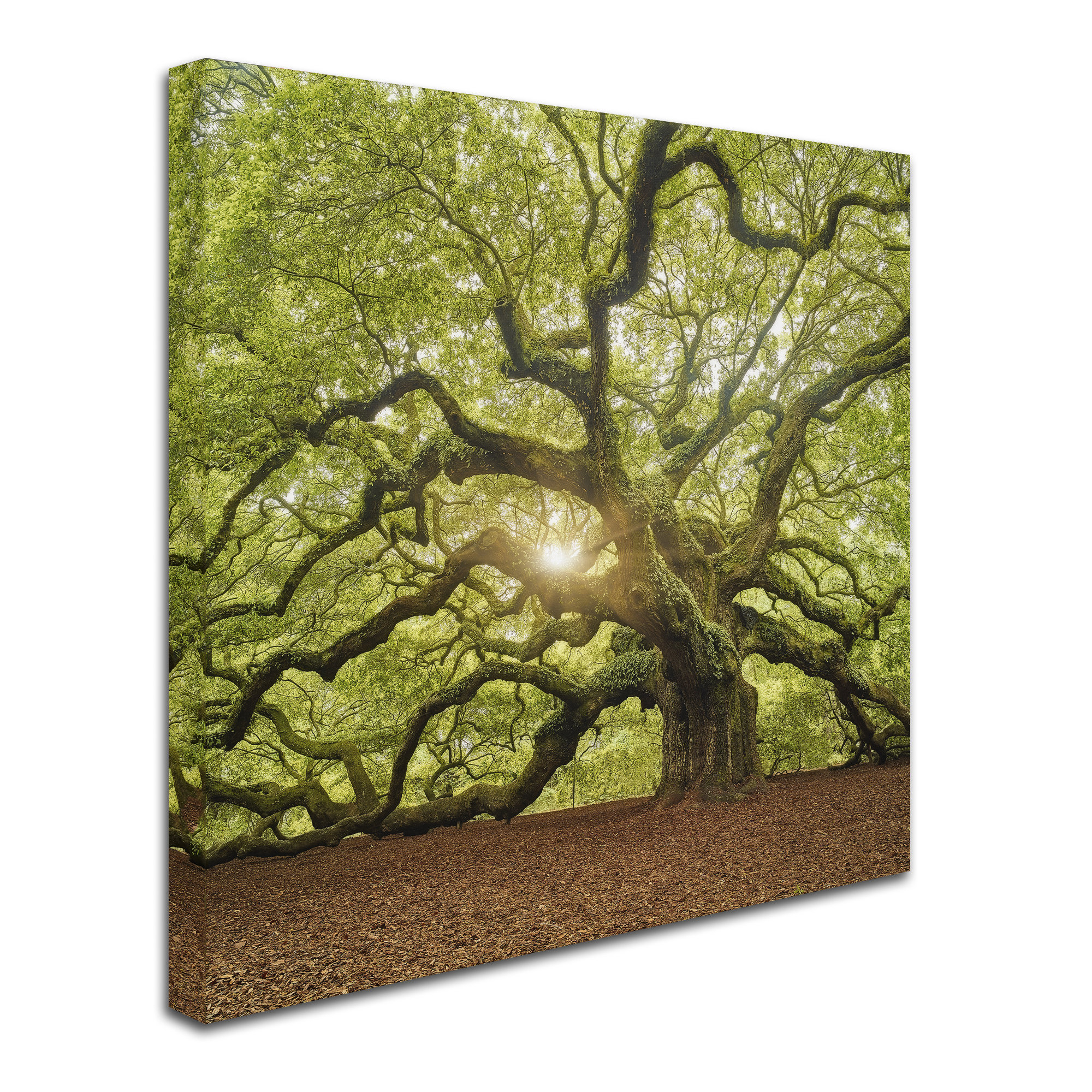 Ebern Designs 'The Tree Square-Edit OL' Photographic Print on Wrapped ...