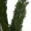 8 plantes