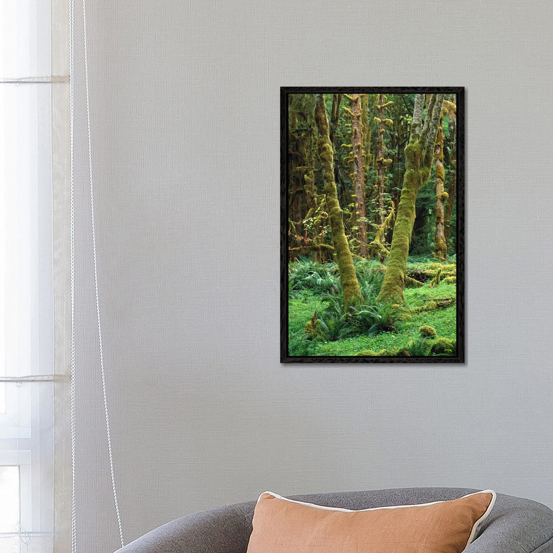 Maple Glade, Quinault Rain Forest, Olympic National Park, Washington von Tim Fitzharris - Gallery-Wrapped Canvas Giclée ...